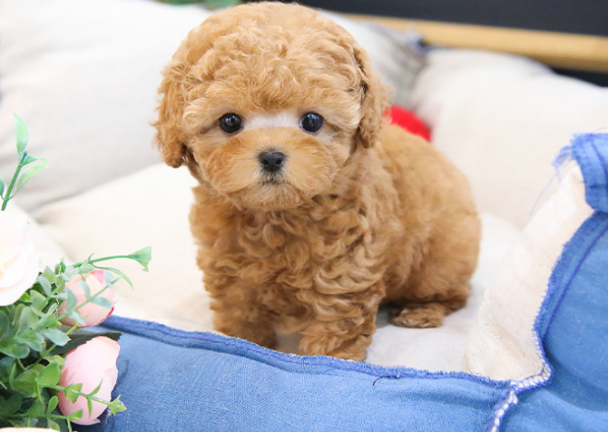 TOY POODLE YAVRULARIM